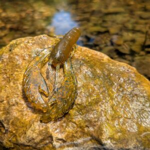 Stone-cold-Stunner 4in Craw